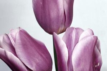 Tulips and kitties belong far apart.