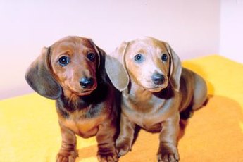 Training a mini doxie requires consistency.
