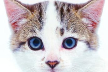 Kitty can rotate his ears 180 degrees.
