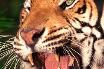 My, what big whiskers you have!