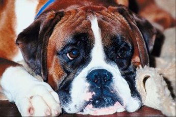 He might have hypothyroidism if he becomes more laid-back than usual.