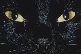 Your cat's pupils can reveal a lot about how she's currently feeling.