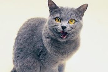 Your kitty may seem slightly in a daze right after surgery.
