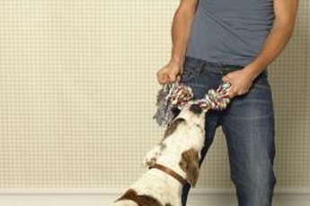 Play with your dog to help burn excess energy.