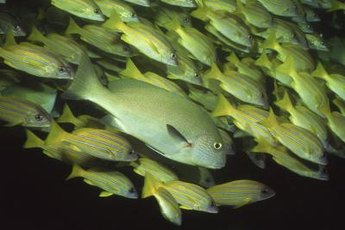 Keep cichlids in crowded tanks so they don't fight each other over territory.