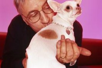 Your Chihuahua should weigh 6 pounds or less, according to the American Kennel Club.