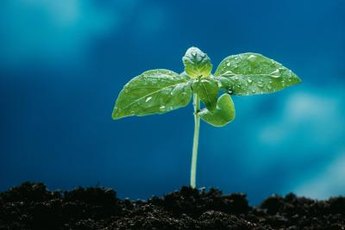 Clorophyll makes plants green.
