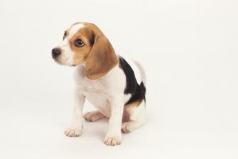 Keep a close eye on your puppy during housetraining.