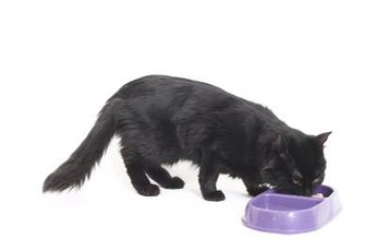 Cats need high protein, high fat diets for optimal nutrition.