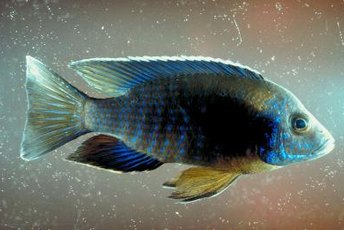 African cichlids prefer water with a high pH.