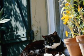 The soil in potted plants is tempting to cats.