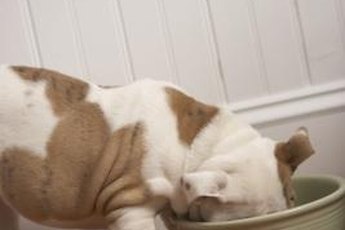 Small dogs generally don't benefit from elevated bowls.