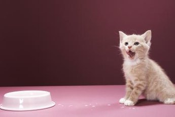 This kitty needs some meaty goodness!