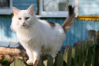 Urine marking is an icky yet relatively common problem in cats.