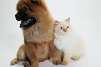 The ever enigmatic canine-feline relationship: perhaps strange, but not concerning.