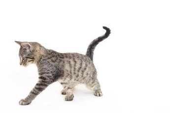A shaking rear often indicates a playful mood.