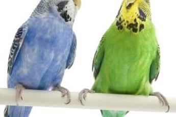 Parakeets can get scaly leg mites from prolonged contact with infected birds.
