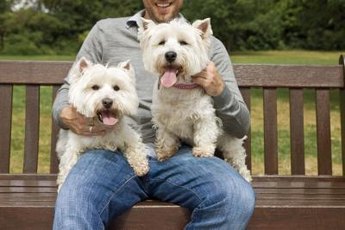 What's better than one Westie? A pair of them!