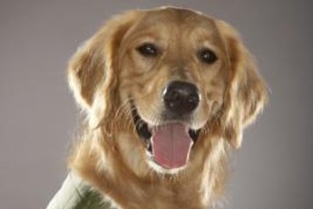 Make a plain vest reflective for dog safety.