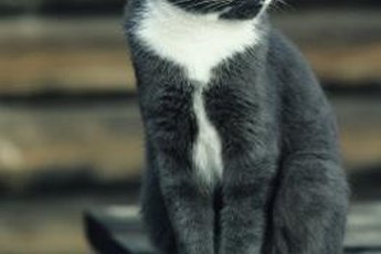 Vets can prescribe famotidine to help with Socks' upset tummy.