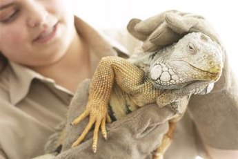 Working with exotic animals requires patience and observational skills.