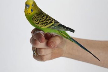 Win your bird's trust early.