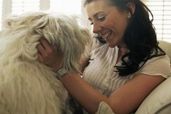 Careful breeding limits passing on health problems that poodles and Labradors suffer.