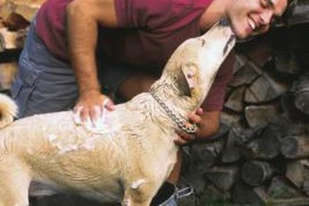 Your dog will thank you for relieving his itch!