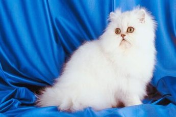 Flat-nosed cats are adorable, but they might develop health issues.