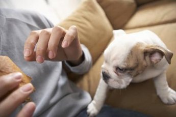 Table scraps can upset a puppy's stomach.