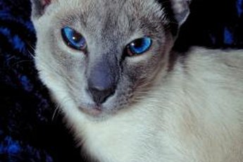 Eat your heart out, Frank Sinatra. Who is Old Blue Eyes now?