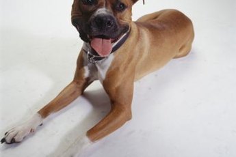 Pitbulls are known for their muscular build and protective instincts.