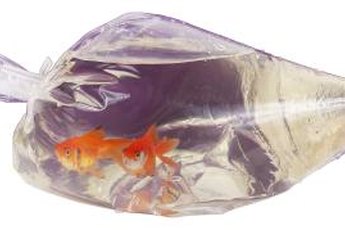 Floating new goldfish in the bag gives the water time to change temperature.