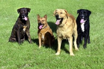 Dog packs have a strict order of superiority.