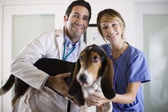 A dirty ear can be a big problem for dogs.
