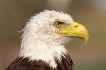 Raptors have exceptional vision.