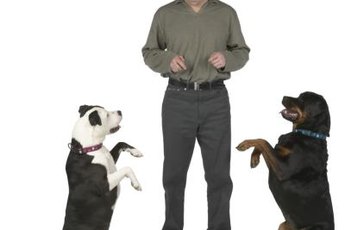 Dogs without canine companions will bond with their human.