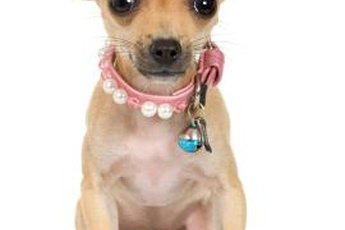 Chihuahuas are typically under 6 pounds and have short or long-haired coats.