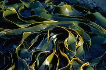 Kelp is an excellent non-goitrogenic food because it's so rich in iodine.