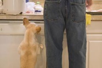 Shaking a can of pennies at your dog as he jumps up can startle and distract him.