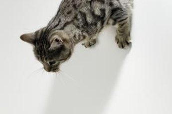 Cats normally groom their tails, but excessive chewing may be a sign of trouble..