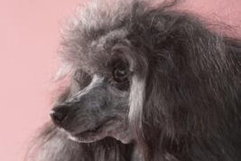 She's the "poo" in Shih-poo.