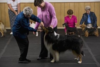 A dog with a scissor bite is cut out for the show ring.