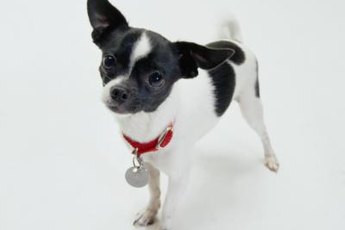Seizures in Chihuahuas can begin suddenly, even after years of good health.