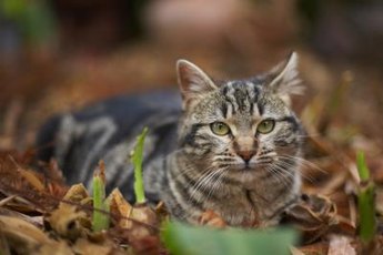 Feral cats need human help to live long happy lives.