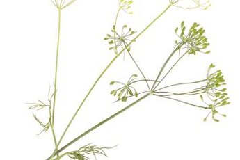 The anise plant yields little seeds for its fruit.