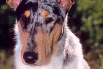 Dogs are sniff-happy creatures in general.