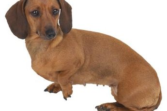 A dachshund's long back makes him prone to degenerative disc disease.
