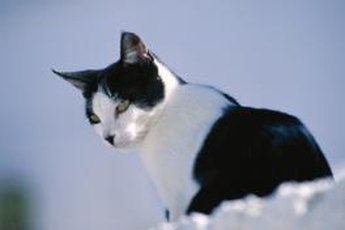 Closely monitor your cat's balcony behavior.