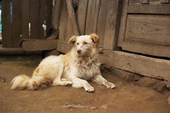 Doggie in need of a bath? Water is not always the answer!